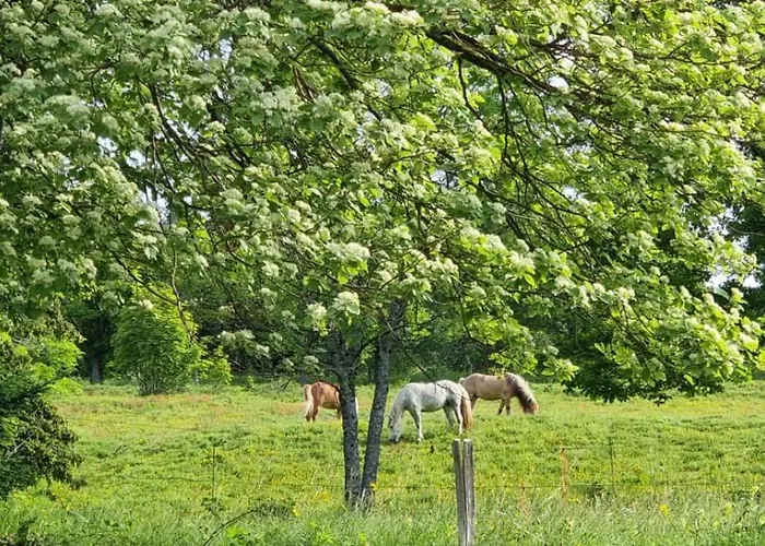Bed & Breakfast Chalet La Petite Ourse Hohrod